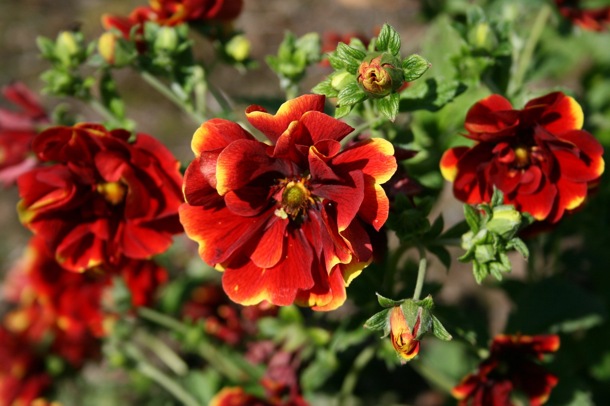 Potentilla 'Arc en Ciel'